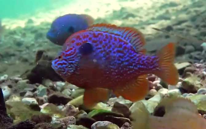 太阳鱼冬天会死吗