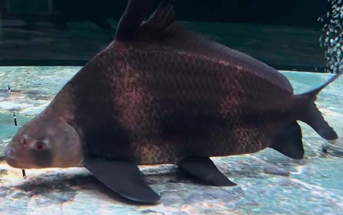 一帆风顺鱼是什么鱼