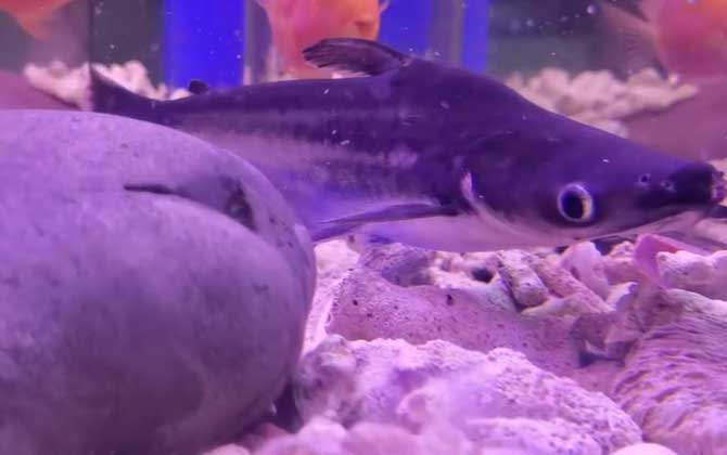 小蓝鲨是什么鱼