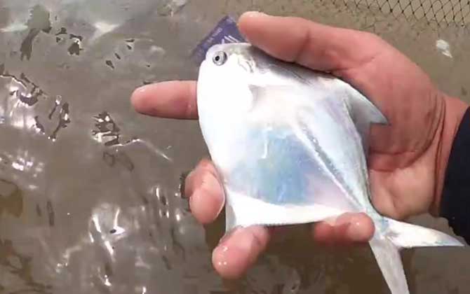 银鲳鱼和白鲳鱼有什么区别