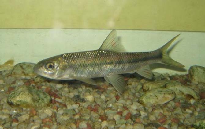 赤鳞鱼产地在哪里