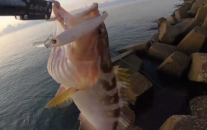 油斑鱼是石斑鱼吗